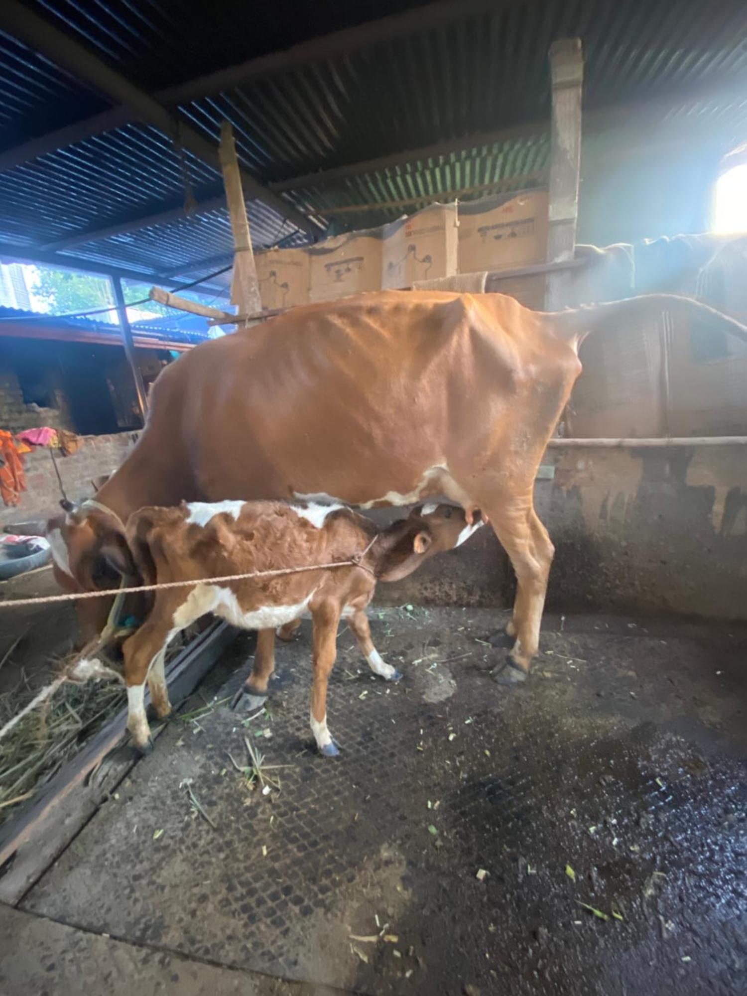 Ingawale Farmhouse Satara Bagian luar foto